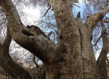 دلیل اصلی ثبت ملی نشدن درخت کهنسال داغداغان رودهن چیست؟